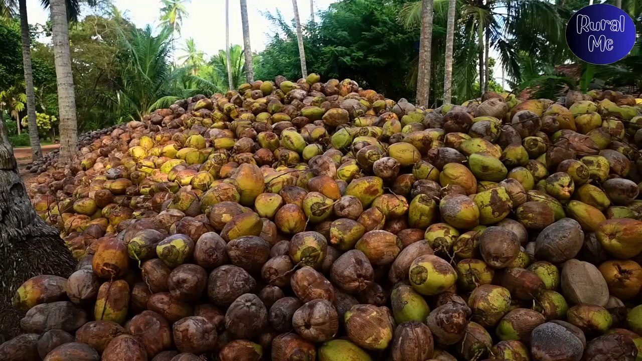 Mood changing Coconuts for my Brother's Coconut fried rice & for my Coconut cookies!_ Rural me