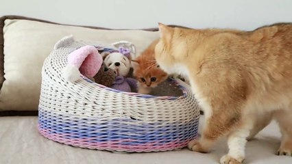 Baby kitten named Pixel MEETS his father - Cat William.  Precious moment !!