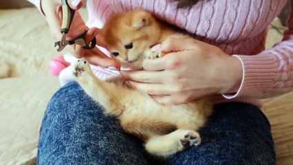 Baby Kittens Visited the Master of Nail  Service _ Too Cute  ASMR