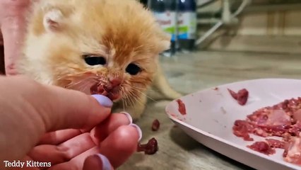 Baby Pinky really wants to eat Meat but doesn't know how
