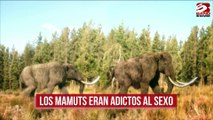 Los mamuts eran adictos al sexo