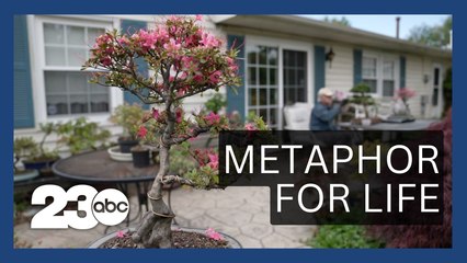 Many Americans are turning to Bonsai trees to relieve stress