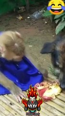 انت مال امك انت