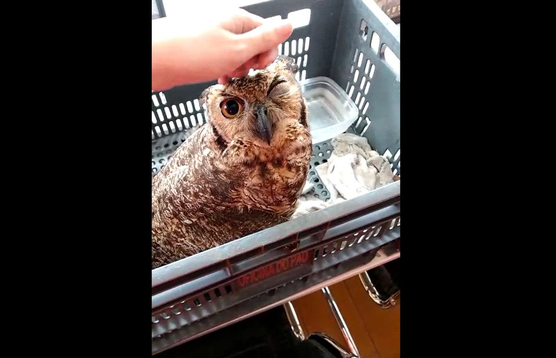Coruja com a asa ferida é resgatada dentro de penitenciária na Grande BH