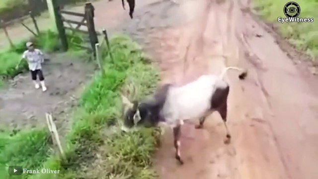 18 Times Wild Horses Get Crazy Attacking Other Animals Horse Attacks Lion