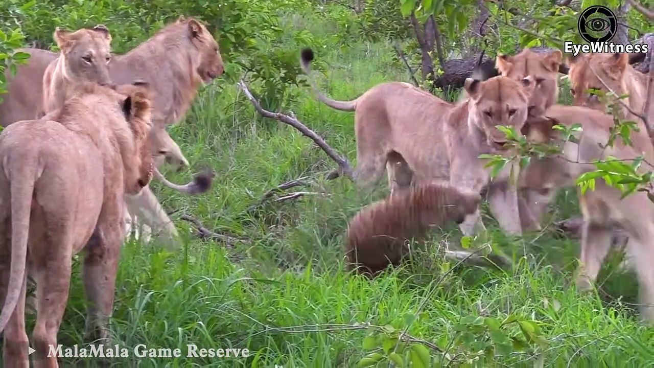 45 Moments Of Leopard Messing With Injured Opponent In The Wild