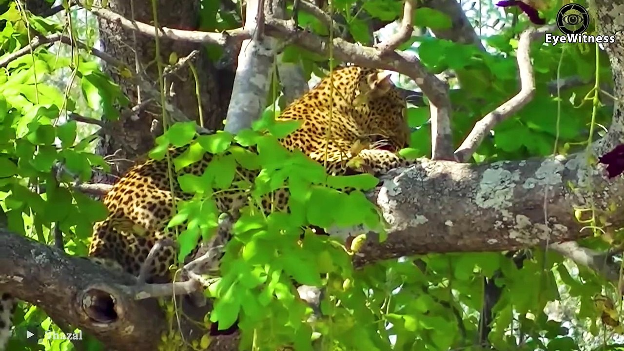 Leopard steals Lion Cubs And Can the Lion Family be Reunited What Scary Will Happen Next