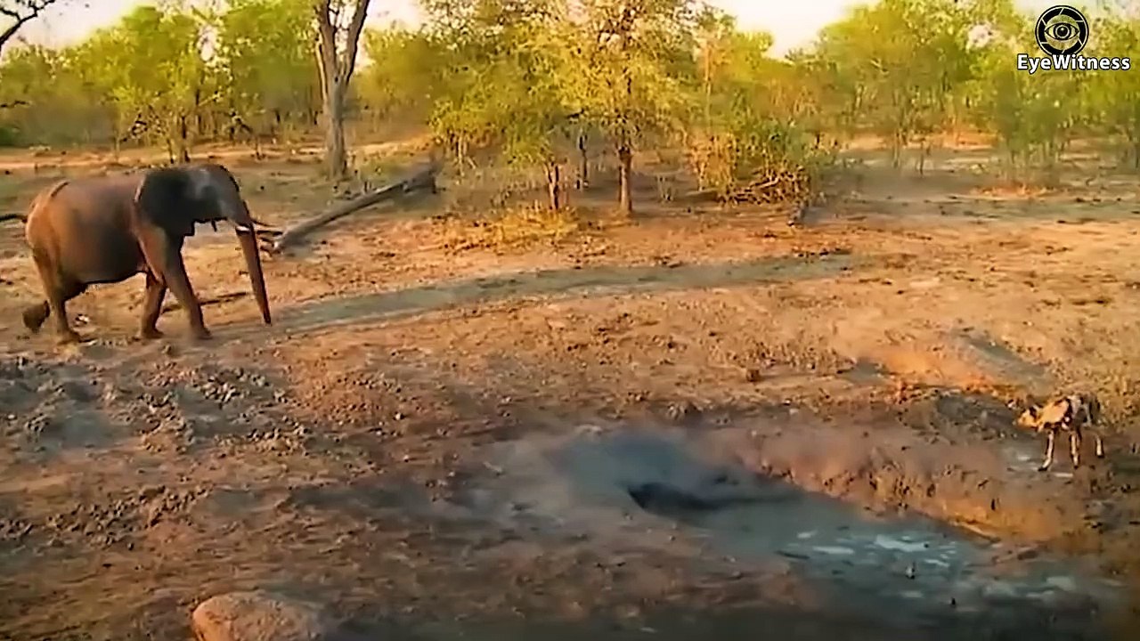 18 Painful Poor Baby Elephant Was Brutally Attacked A By Pack Of  Wild Dogs And Hyenas