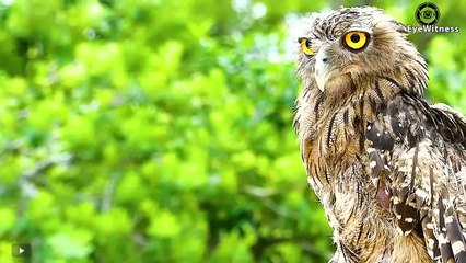 OMG!!! Hungry Bird Swallows Prey Within 3 Seconds   Wild Animal
