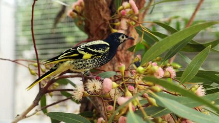 Regent honeyeater in tree as part of breeding program - Taronga Western Plains Zoo - uploaded May 5, 2023