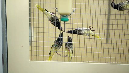 Download Video: Regent honeyeaters drinking as part of breeding program - Taronga Western Plains Zoo - uploaded May 5, 2023