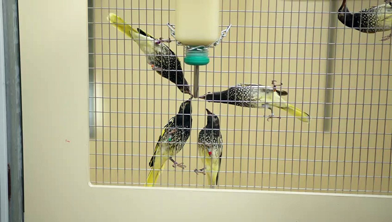 Regent honeyeaters drinking as part of breeding program - Taronga Western Plains Zoo - uploaded May 5, 2023