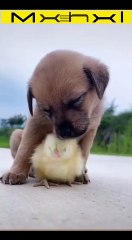 Funniest Animals_