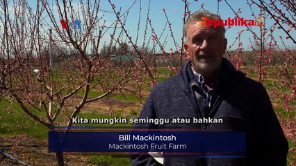 Dampak Perubahan Iklim, Petani Buah Merugi