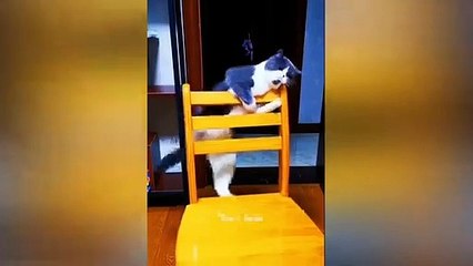 शैतान बंदर के अखरोट टूट गये! FUNNIEST ANIMAL MOMENTS CAUGHT ON CAM 13