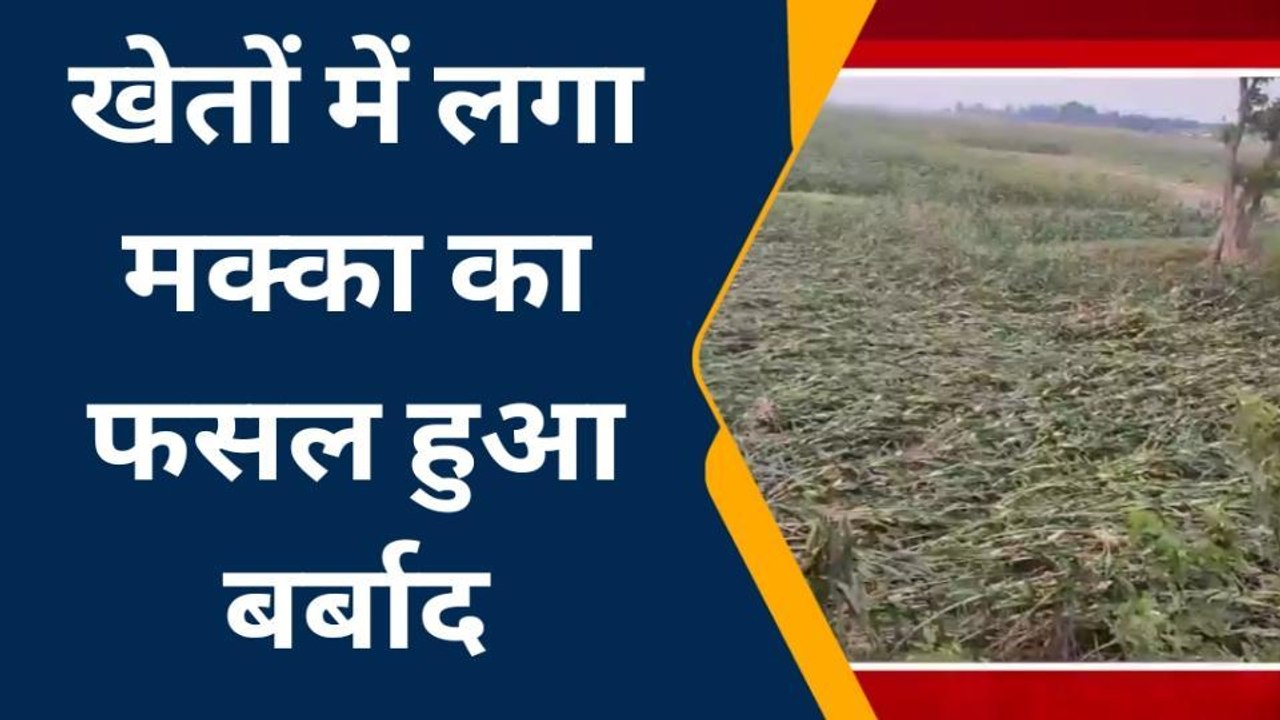 खगड़िया: किसानों के लिए आफत बनकर आई तेज आंधी, मक्के की फसल हुई तबाह