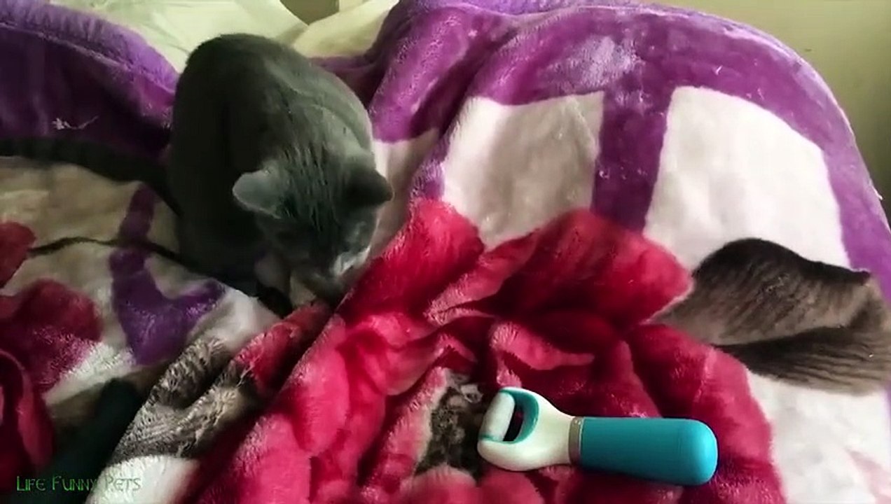 1 Hour of Funniest Cat Videos on the Planet _3...