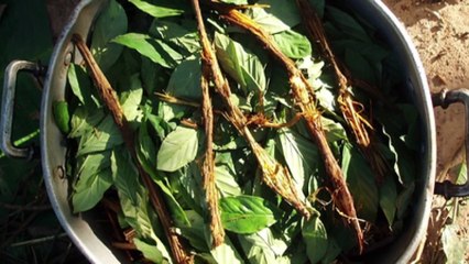 Over 100 wildlife species being illegally sold on the dark web