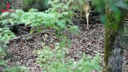 Tiger Attack Man in Forest   Royal Bengal Tiger Attack Fun Made Movie part 3 (3)