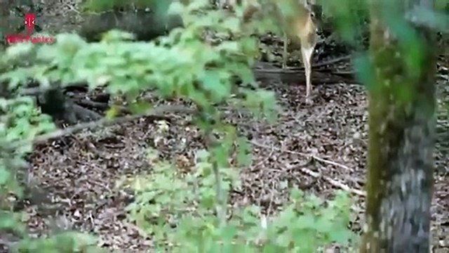 Tiger Attack Man in Forest Royal Bengal Tiger Attack Fun Made Movie part 3 (3)