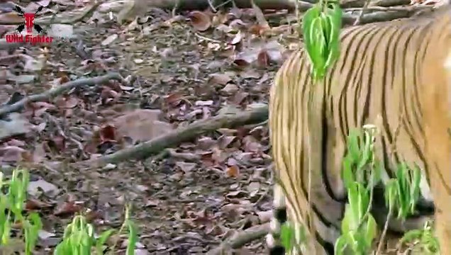 Tiger Attack Nearby Jungle Animal Attack Boys in African Forest Fun Made Movie by Wild Fighter (2)