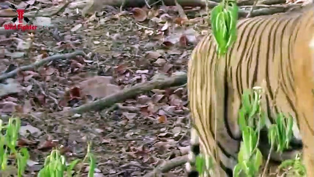 Tiger Attack Nearby Jungle     Animal  Attack Boys in African Forest Fun Made Movie by Wild Fighter