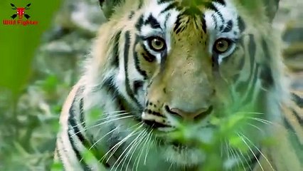 Tiger Attack Scene   Tiger Attack Man in Forest Fun Made Movie by Wild Fighter