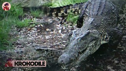 15 Momente, In Denen Tiere Ihre Beute Brutal Auffressen