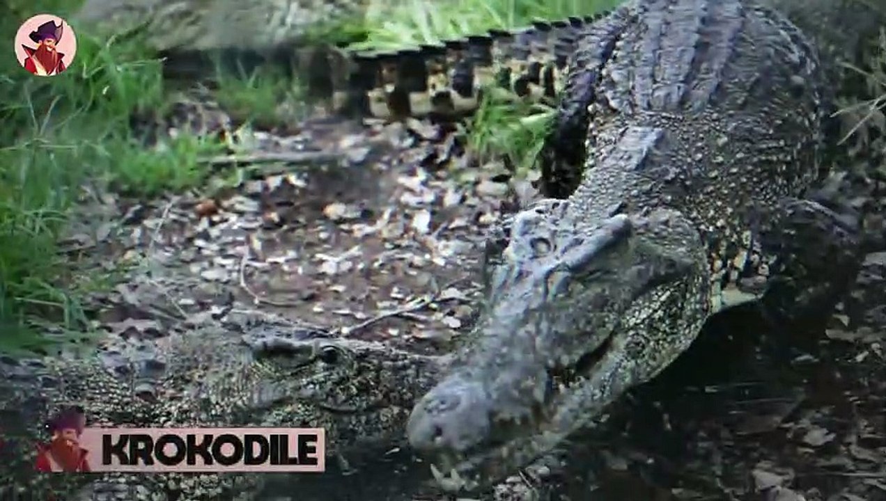 15 Momente, In Denen Tiere Ihre Beute Brutal Auffressen