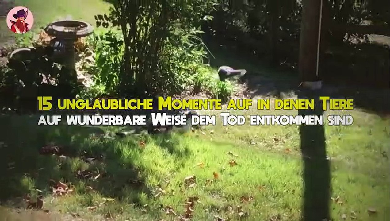 15 Unglaubliche Momente, In Denen Tiere Dem Tod Auf Wunderbare Weise Entkommen Sind