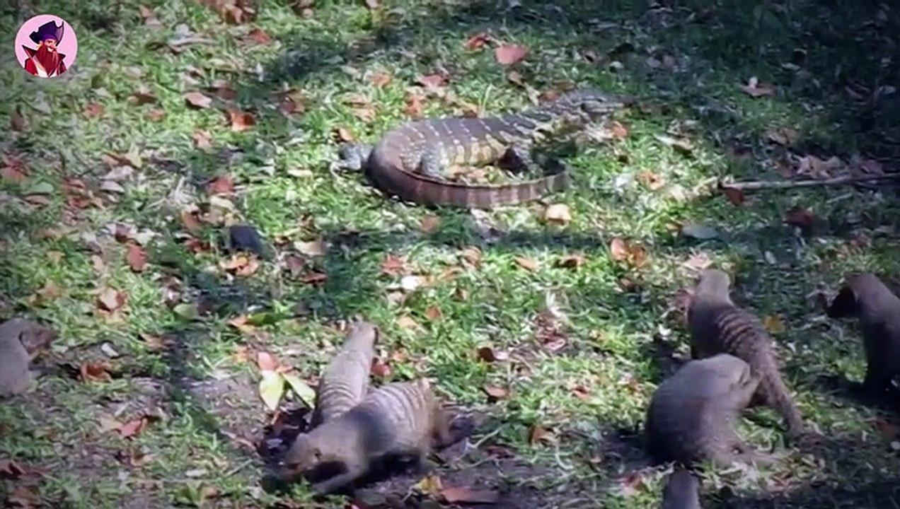 15 unglaubliche Jagdmomente von Land  und Wassertieren