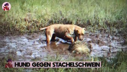 15 verrückte Tierkämpfe, die mit der Kamera aufgenommen wurden