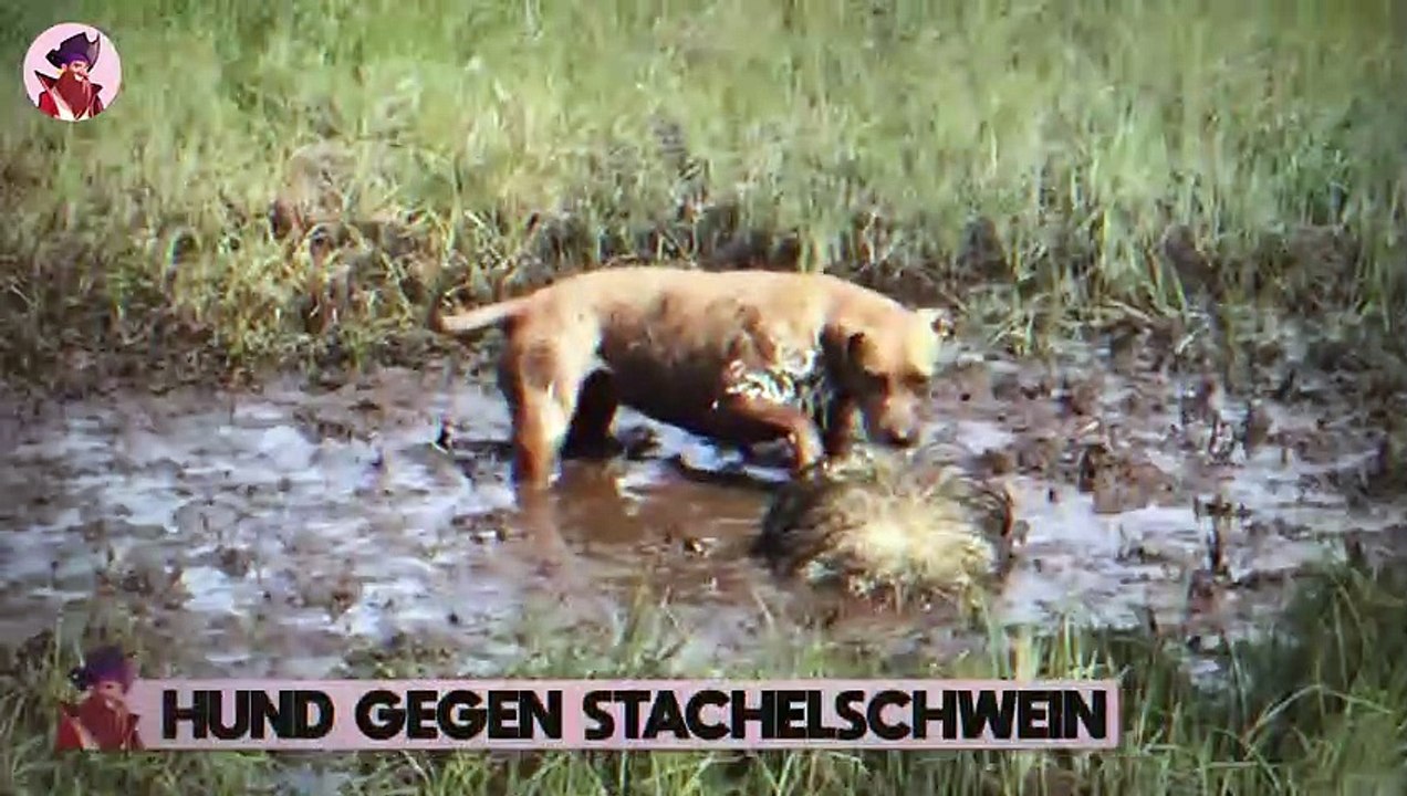 15 verrückte Tierkämpfe, die mit der Kamera aufgenommen wurden