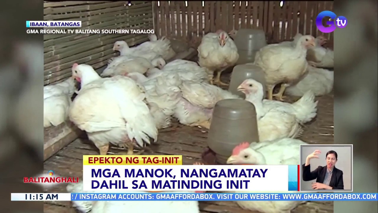 Mga manok, nangamatay dahil sa matinding init | BT