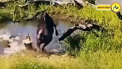 الاسود الجائعة لا تعرف الرحمة !! معارك جنونية وشئ لا يصدق  عالم الحيوان