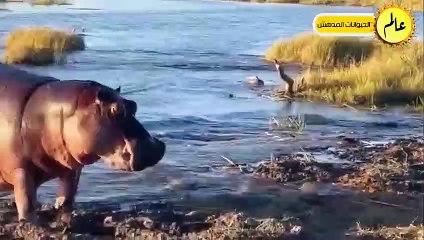 الافيال الغاضبة قررت أَخيراً القضاء على الأسود فكانت قوتهم كالصاعقة ! عالم الحيوان