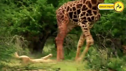 الزرافة قررت أخيرا القضاء علي الاسود فكانت قوتهم كالصاعقة!!شئ لا يصدق عالم الحيوان