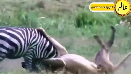 الضباع البرية تتجرأ وتهاجم الاسود المفترسة!!شئ لا يصدق عالم الحيوان