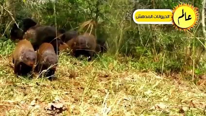 النموس قررت أَخيراً القضاء على الأفاعي الشرسة فكانت قوتهم كالصاعقة ! عالم الحيوان