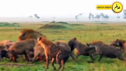 حيوانات مفترسة عبثت مع الحمار الخطأ!! شئ لا يصدق عالم الحيوان