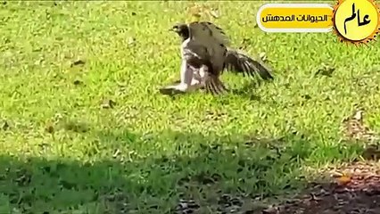 عندما تتوحش الصقور لا تعرف الرحمة!!شئ لا يصدق عالم الحيوان