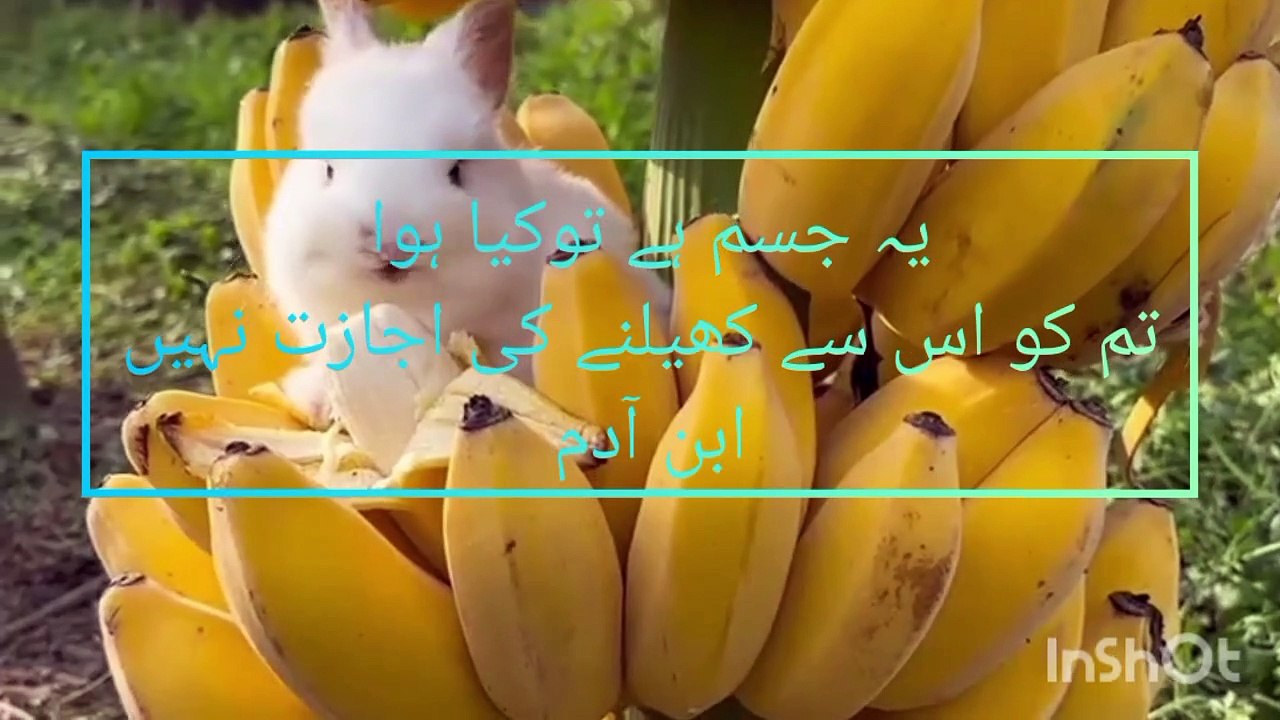 InShot_20230505_070710846