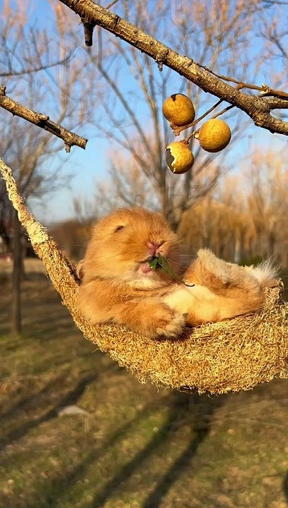 Rabbit Eating Food |Hungary Rabbit | Animals Funny Moments | Cute Pets | Funny Animals #animals #4u