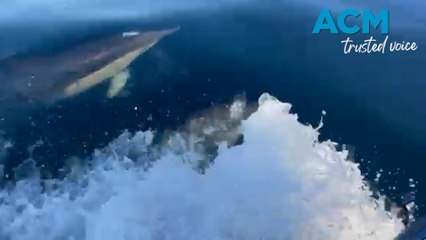 PWC endurance riders race dolphins in the open ocean