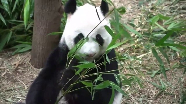 Panda Funny Moment Videos Compilation 2023 Treanding