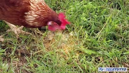 Le ricette del mercato contadino - Puntata del 09/04/2023