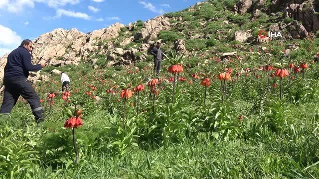 Ters laleler güzelliğiyle görenleri kendine hayran bırakıyor