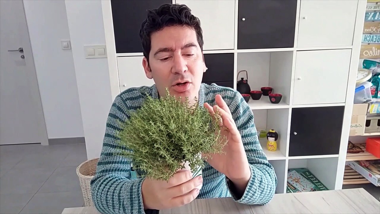 HACER TÉ DE TOMILLO Y PROPIEDADES CURATIVAS DEL TOMILLO Y CUIDADOS DEL TOMILLO