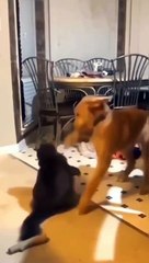 Lucu Anjing dan Kucing