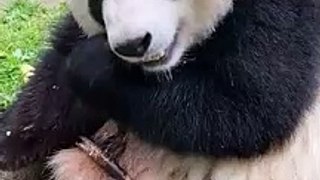 Panda Sedang Makan